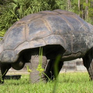 ALDABRA BREEDER