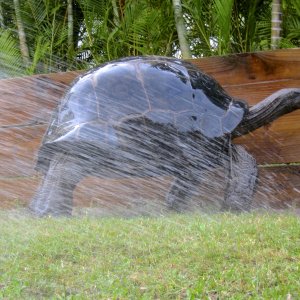 ALDABRA BREEDER