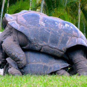 ALDABRA BREEDER