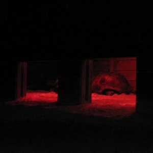 ALDABRA BREEDER