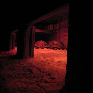 ALDABRA BREEDER