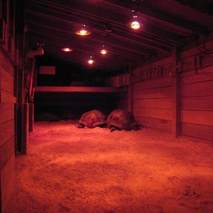 ALDABRA BREEDER