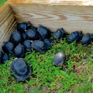 ALDABRA BREEDER
