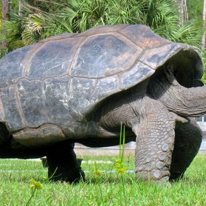 ALDABRA BREEDER