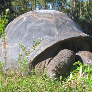 ALDABRA BREEDER