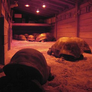 ALDABRA BREEDER