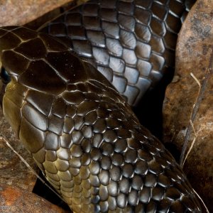 Texas_Indigo_Male-2