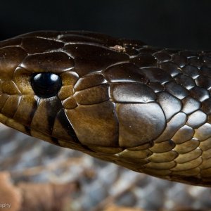 Texas_Indigo_Male