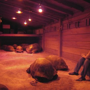 ALDABRA BREEDER