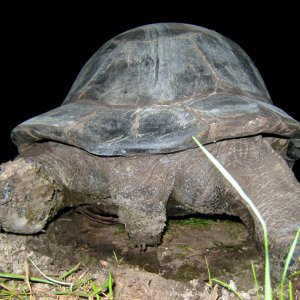 ALDABRA BREEDER