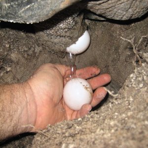 ALDABRA BREEDER