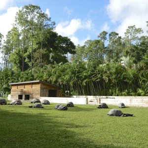 ALDABRA BREEDER