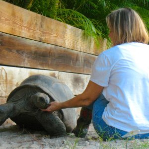 ALDABRA BREEDER