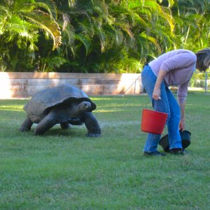 ALDABRA BREEDER