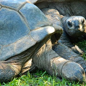 ALDABRA BREEDER