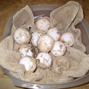 ALDABRA BREEDER