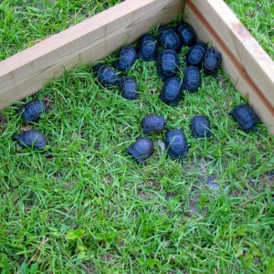 ALDABRA BREEDER