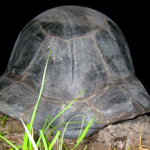 ALDABRA BREEDER