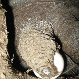 ALDABRA BREEDER