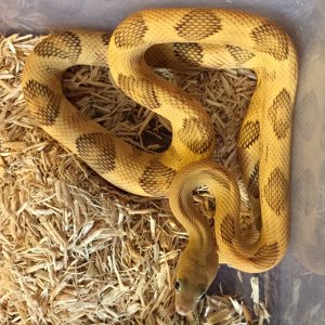 male yellow blonde trans pecos ratsnake in sunlight