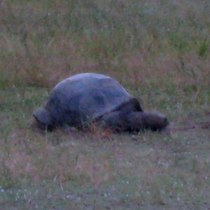 ALDABRA BREEDER