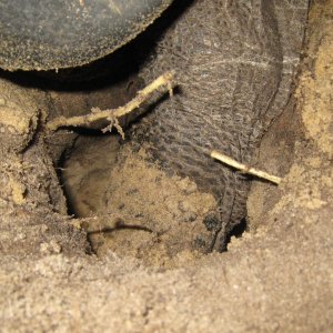 ALDABRA BREEDER