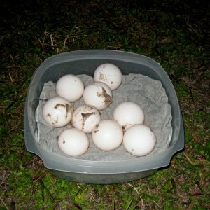 ALDABRA BREEDER