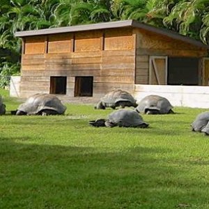ALDABRA BREEDER