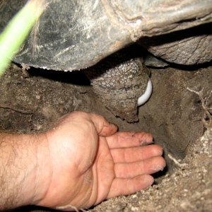 ALDABRA BREEDER