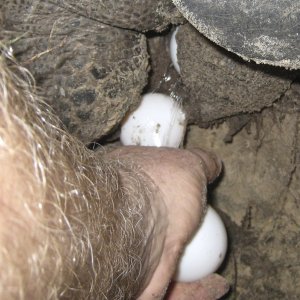 ALDABRA BREEDER