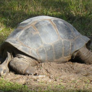 ALDABRA BREEDER