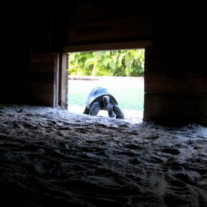ALDABRA BREEDER