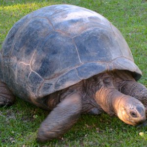 ALDABRA BREEDER