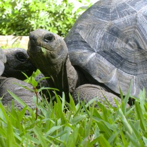 ALDABRA BREEDER