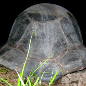 ALDABRA BREEDER