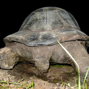 ALDABRA BREEDER