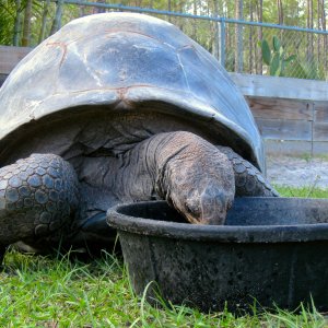 ALDABRA BREEDER