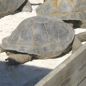 ALDABRA BREEDER