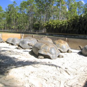 ALDABRA BREEDER