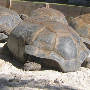 ALDABRA BREEDER