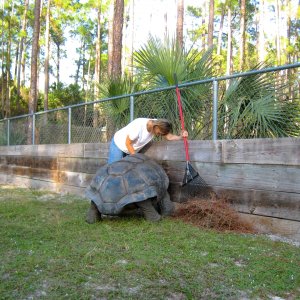ALDABRA BREEDER