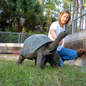 ALDABRA BREEDER