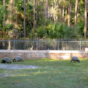 ALDABRA BREEDER