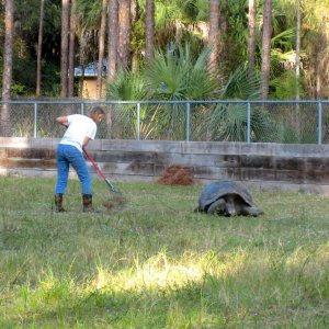 ALDABRA BREEDER