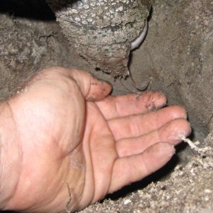 ALDABRA BREEDER