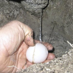 ALDABRA BREEDER
