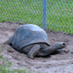 ALDABRA BREEDER