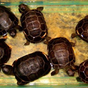 ALDABRA BREEDER