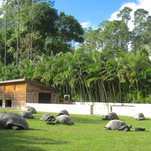 ALDABRA BREEDER