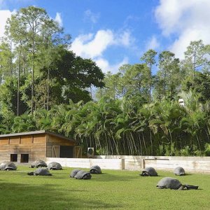 ALDABRA BREEDER